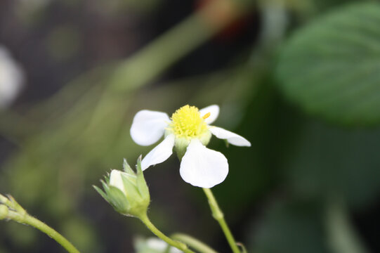 草莓花