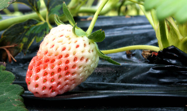 草莓生长