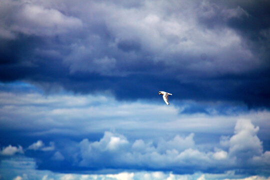 天空中飞翔的海鸟
