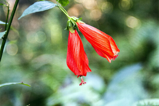 垂花悬铃花