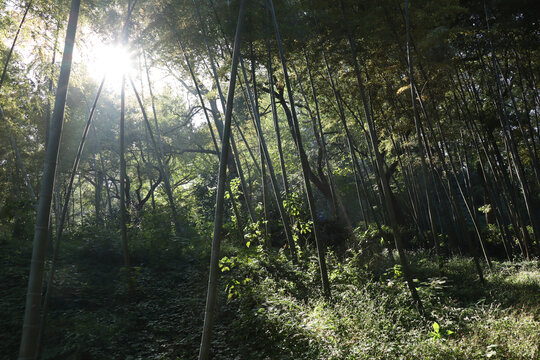 苏州虎丘山风景区