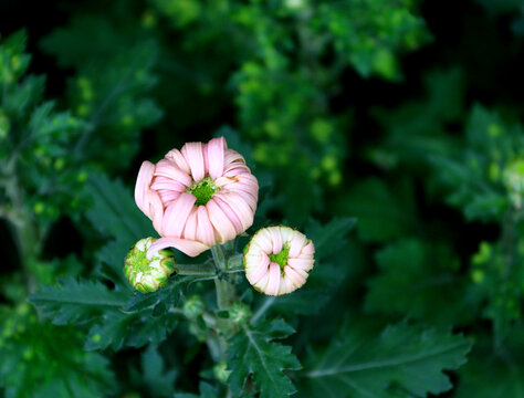 雏菊