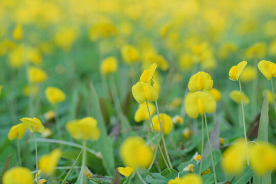 田间盛开的黄花蔓花生