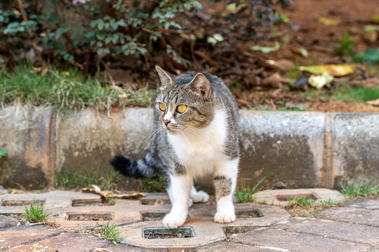 猫的特写肖像