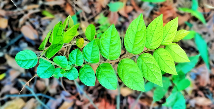 植物中的渐变色