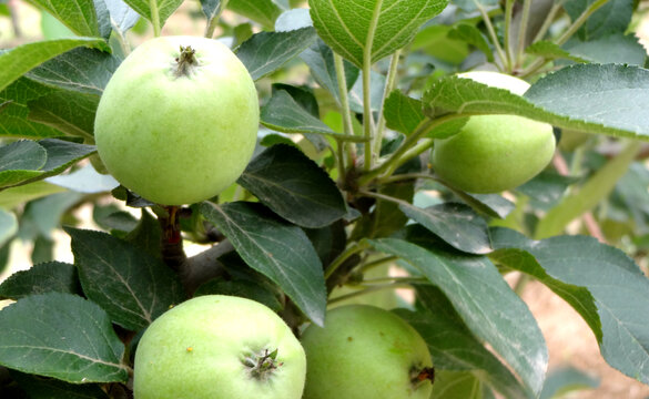 苹果幼果发芽开花膨大座果转色