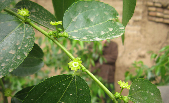 大荔冬枣发芽开花膨大座果幼果