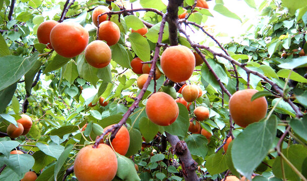 杏发芽开花座果膨大转色成熟
