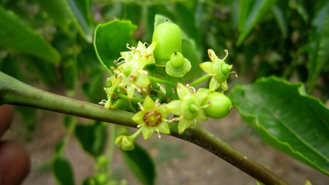 冬枣发芽开花膨大座果