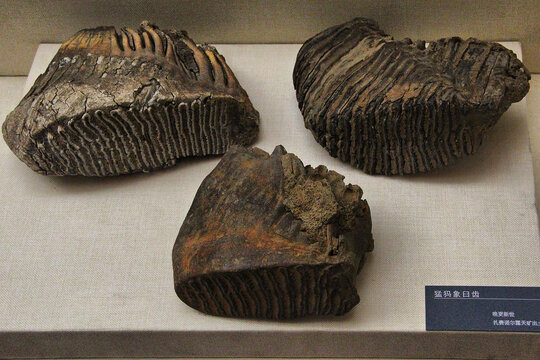 猛犸象臼齿化石