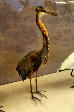 呼伦湖湿地鸟类标本
