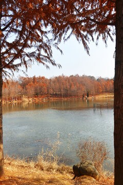 湖畔水树林