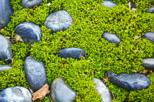 清新苔藓背景