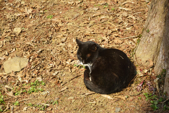 晒太阳的黑猫