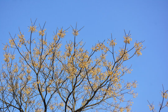 紫花树果实