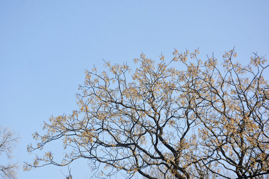 紫花树树枝