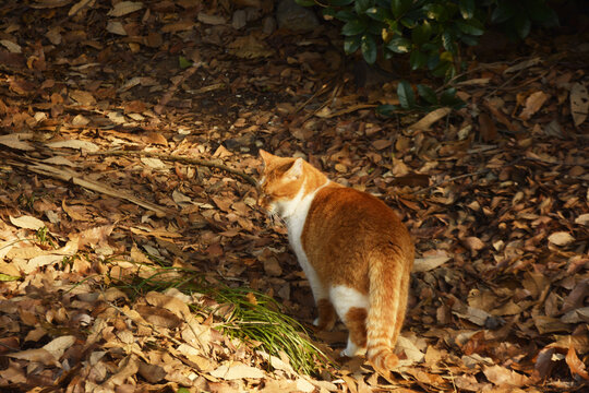 野外流浪猫