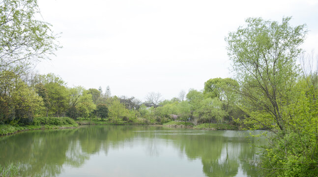 杭州西溪湿地春景