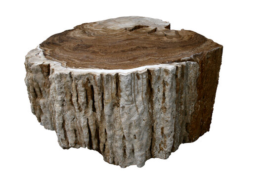 天然奇石摆件工艺品木化石