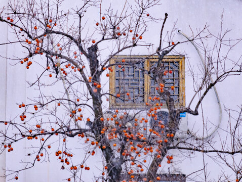 苏州雪中柿子树