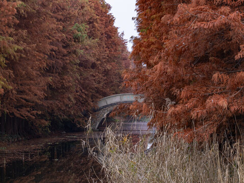 虎丘湿地公园红杉树