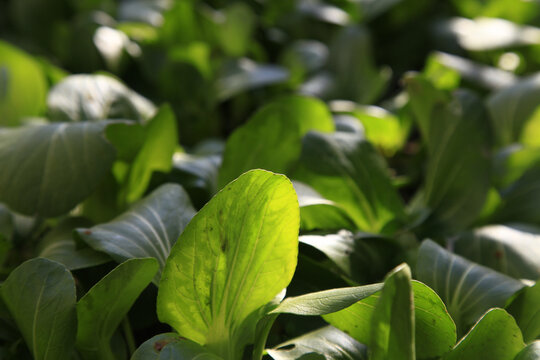 绿色青菜种植