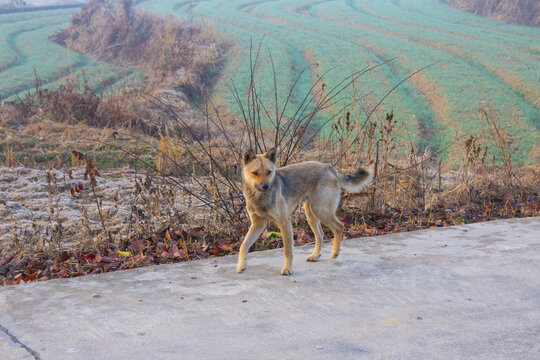 田园犬