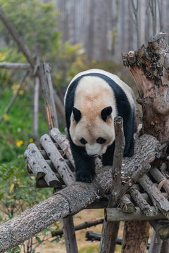 熊猫爬树熊猫基地熊猫