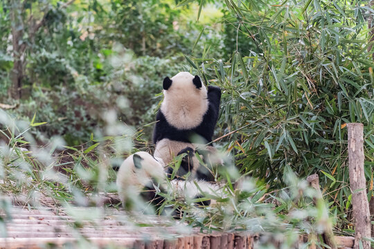 熊猫吃竹叶熊猫基地熊猫