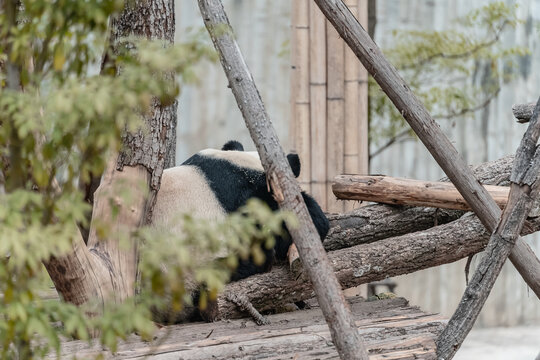 成都熊猫基地福茹