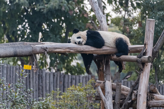 成都熊猫基地启程