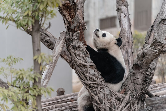 成都熊猫基地娅韵