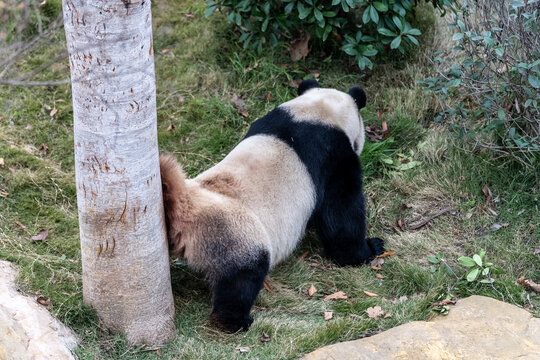 成都熊猫基地芝麻