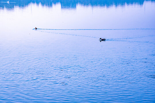 深圳湾的一对野鸭