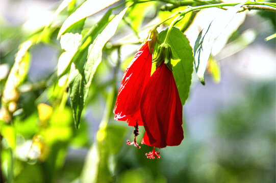 垂花悬铃花