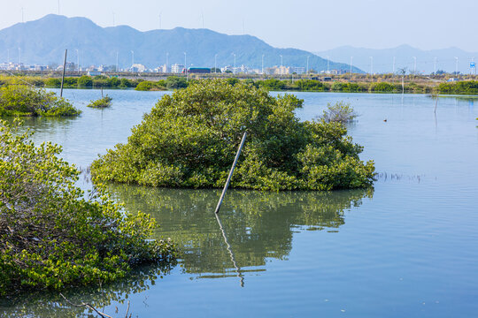 水草