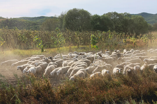秋季农田羊群