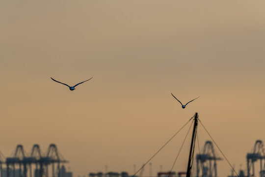 北戴河海滩海鸥