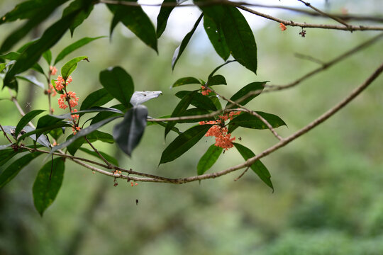 桂花