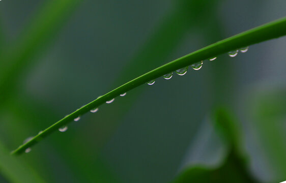 雨滴特写