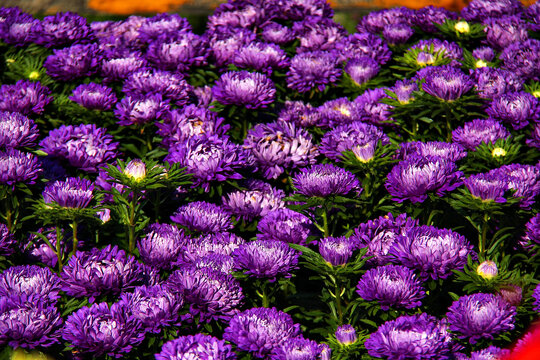 紫色菊花簇