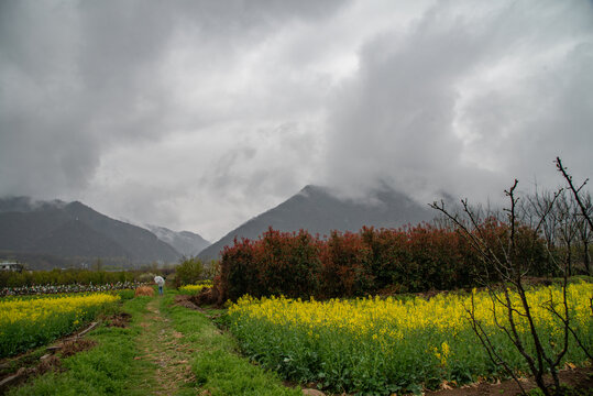 秦岭山下油菜花