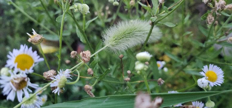 小雏菊