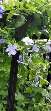 蓝花草