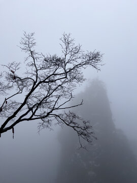 老君山冬雪雾