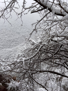 树挂雪景