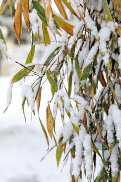 雪中竹林