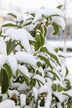 雪中桂花树