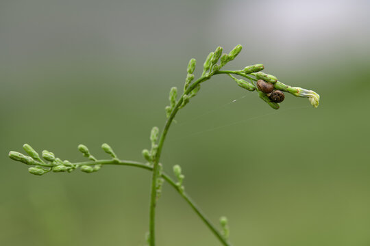 枝上的蜗牛