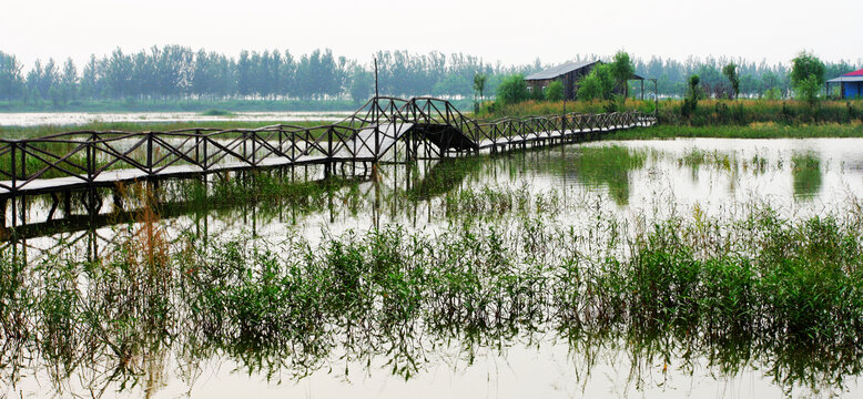 黄河湿地